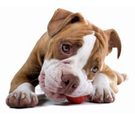 Animal Services animal-services